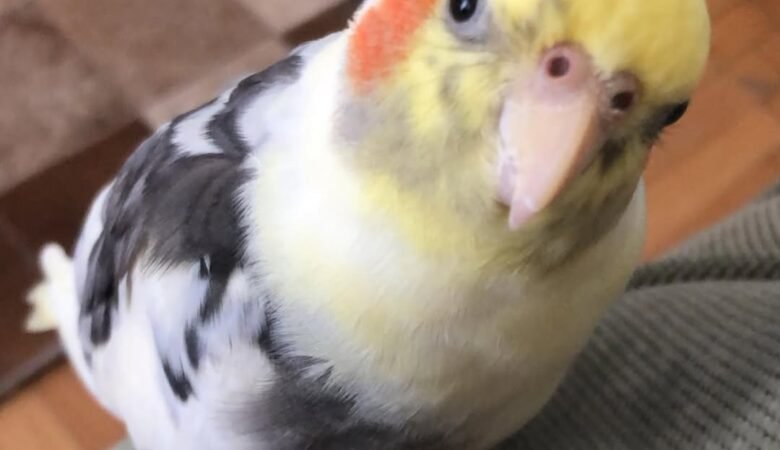 Cockatiel birds for sale in Wyoming