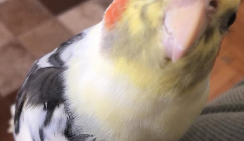 Cockatiel birds for sale in Tennessee