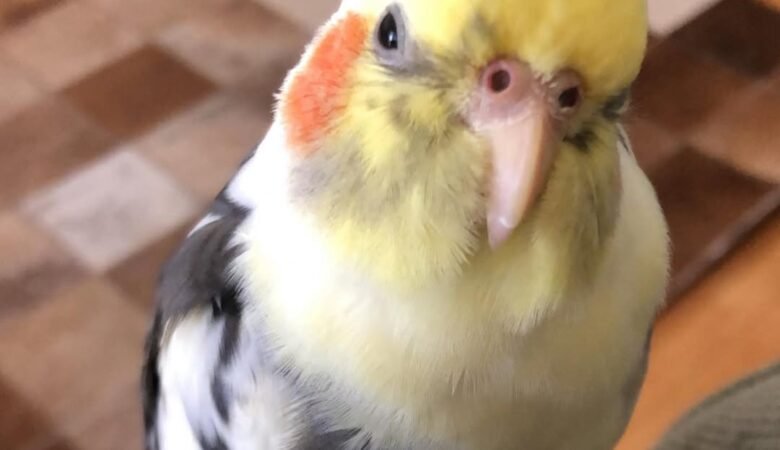 Cockatiel birds for sale in Texas