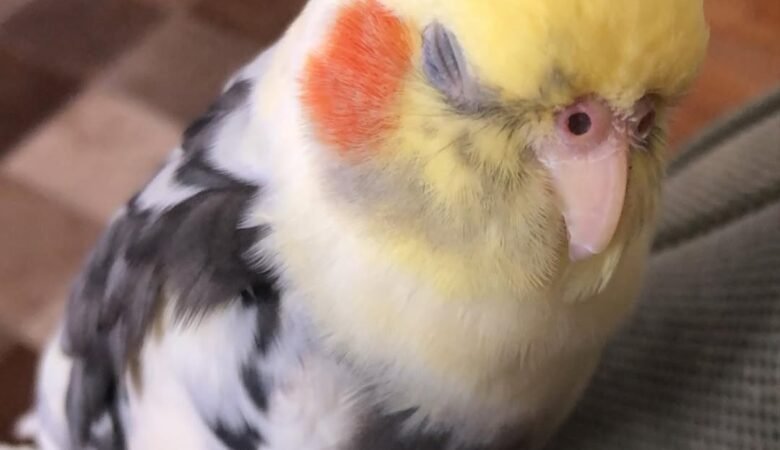 Cockatiel birds in North Dakota