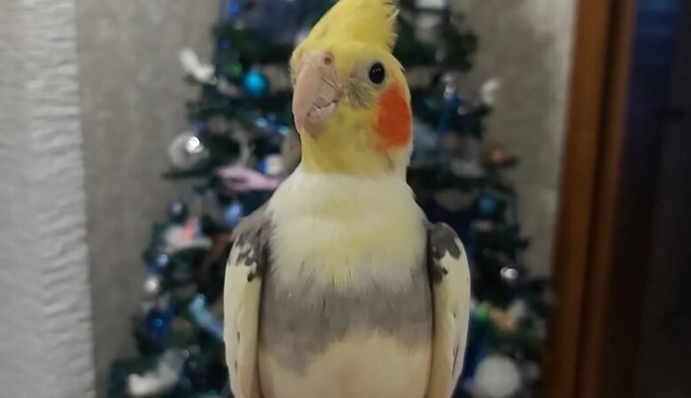 Cockatiels for sale in Pennsylvania