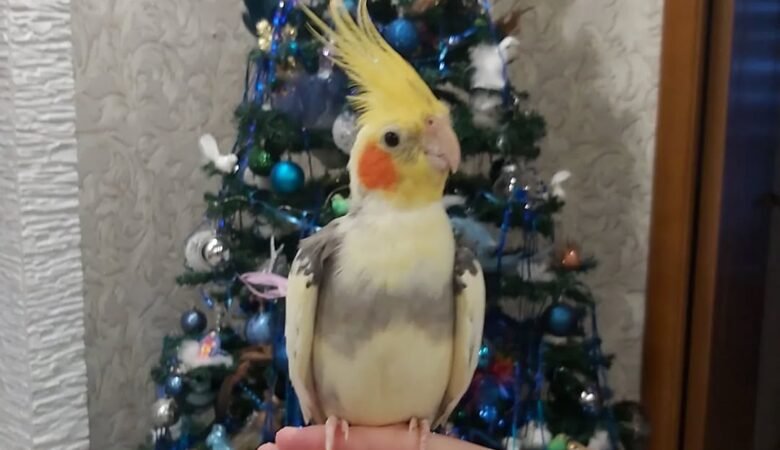 cockatiels for sale in Visalia, CA