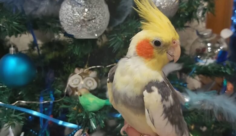 cockatiels for sale in Pomona, CA