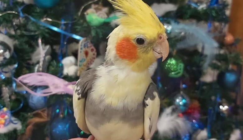 Cockatiels for sale in New Jersey