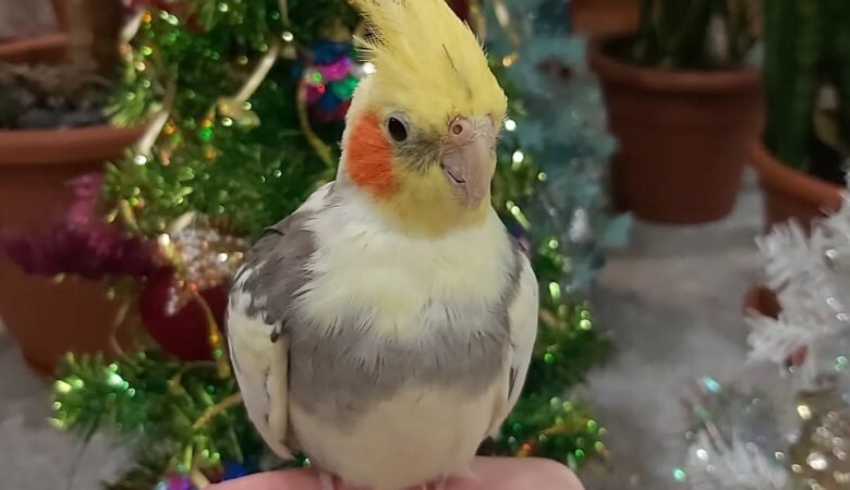 Cockatiels in South Carolina