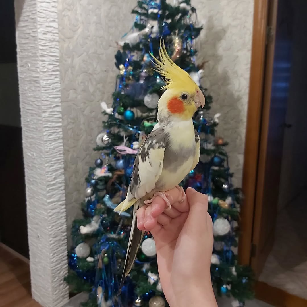 Cockatiels in Rhode Island