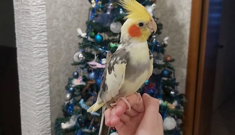 Cockatiels for sale in New York