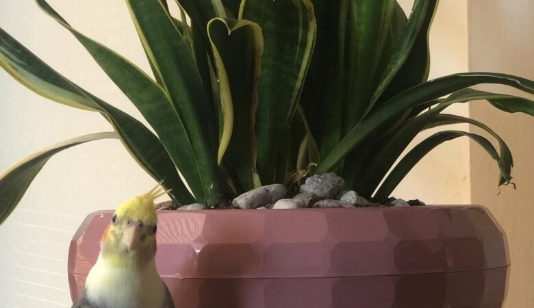 cockatiels for sale in Roseville, CA