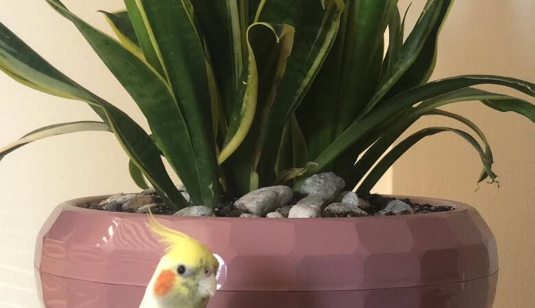 cockatiels for sale in Birmingham, AL