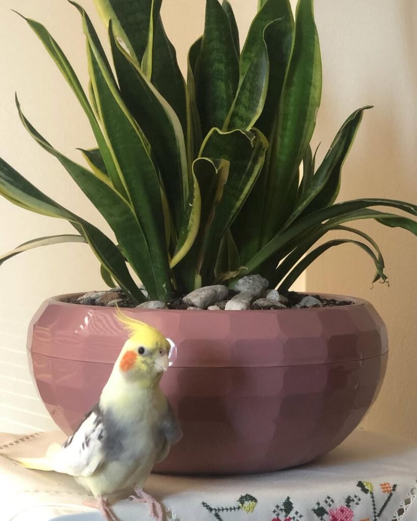 Lifetime Support for Cockatiel Owners
