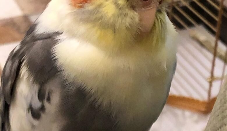 cockatiels for sale in Montgomery, AL