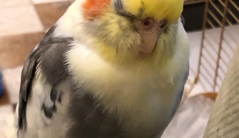 cockatiels for sale in Tuscaloosa, AL