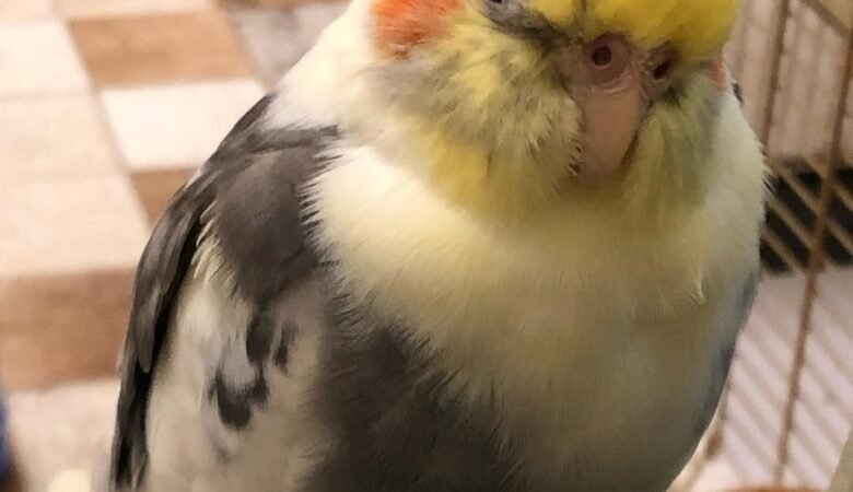 cockatiels for sale in Hayward, CA