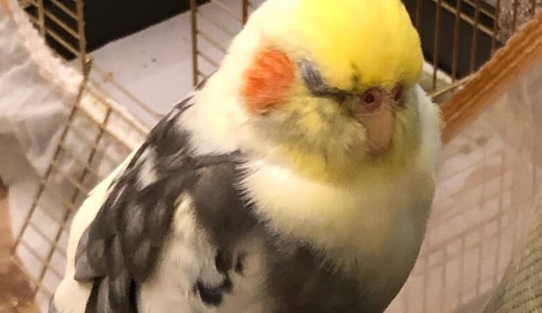 cockatiels for sale in Hoover, AL