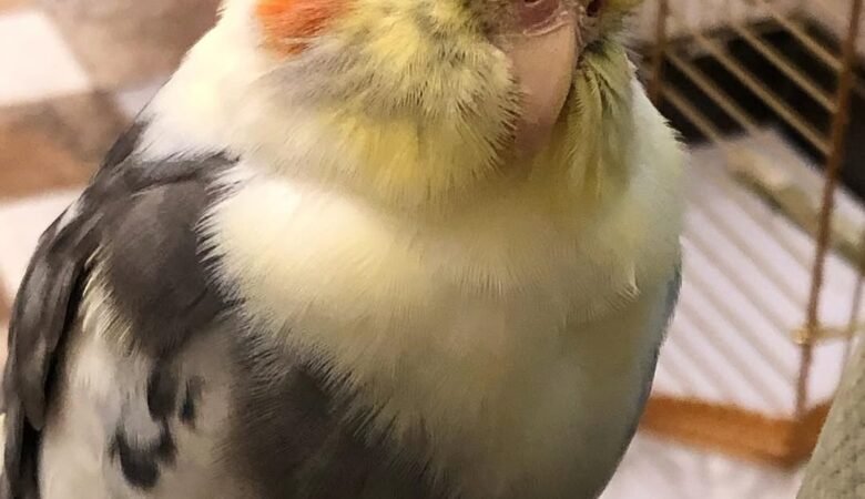 cockatiels for sale in Mobile, AL