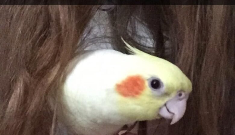 Cockatiel birds in Netherlands