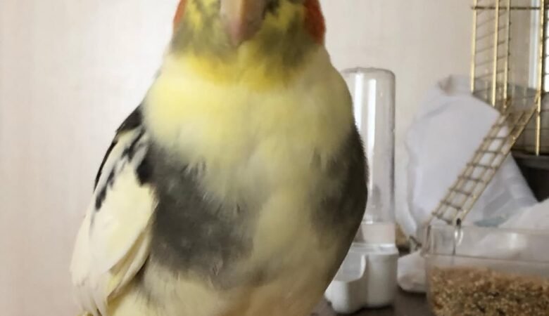Why Buy a Cockatiel From Us