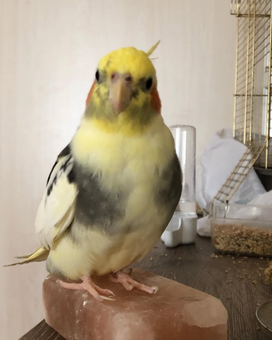 Why Buy a Cockatiel From Us