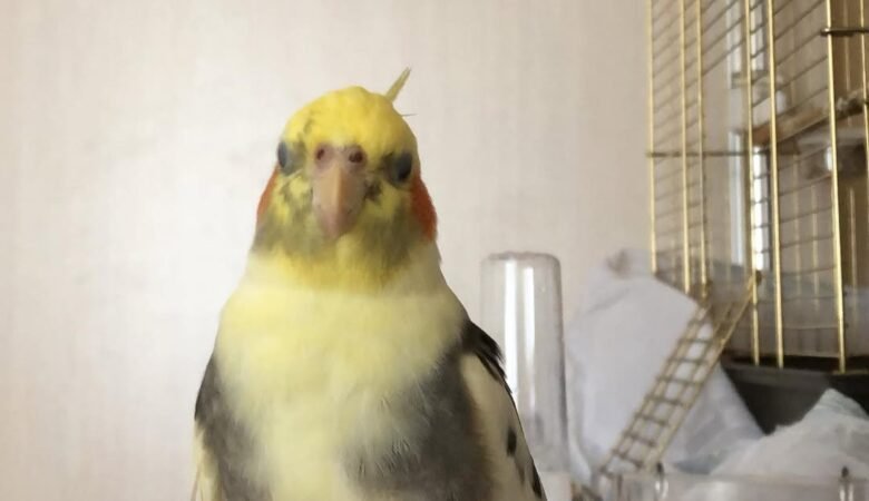 Preparing Your Home for a Cockatiel