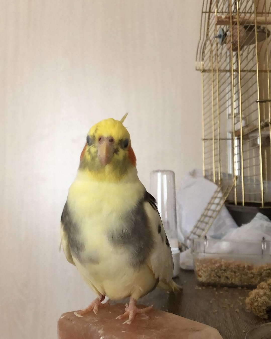 Preparing Your Home for a Cockatiel