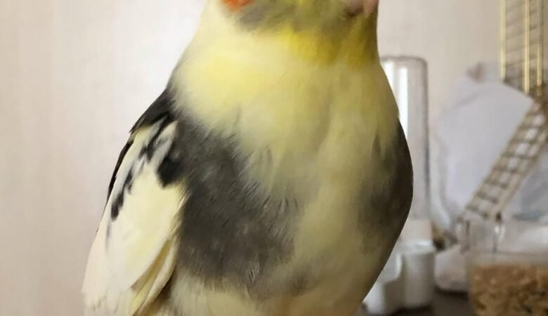 Different Breeds of Cockatiels