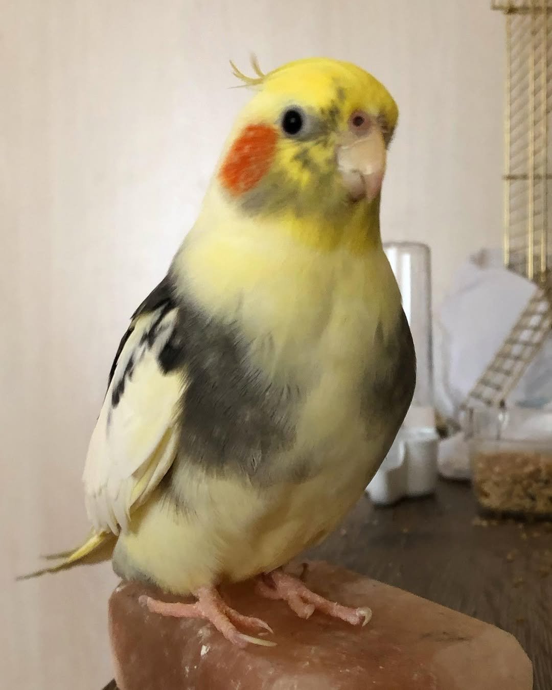 Different Breeds of Cockatiels