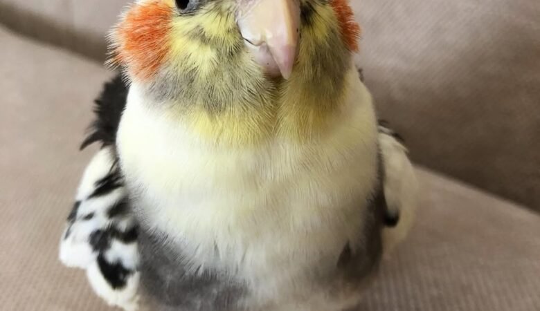 Cockatiel birds for sale in United Kingdom