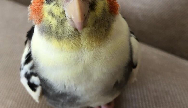Lifetime Support for Cockatiel Owners