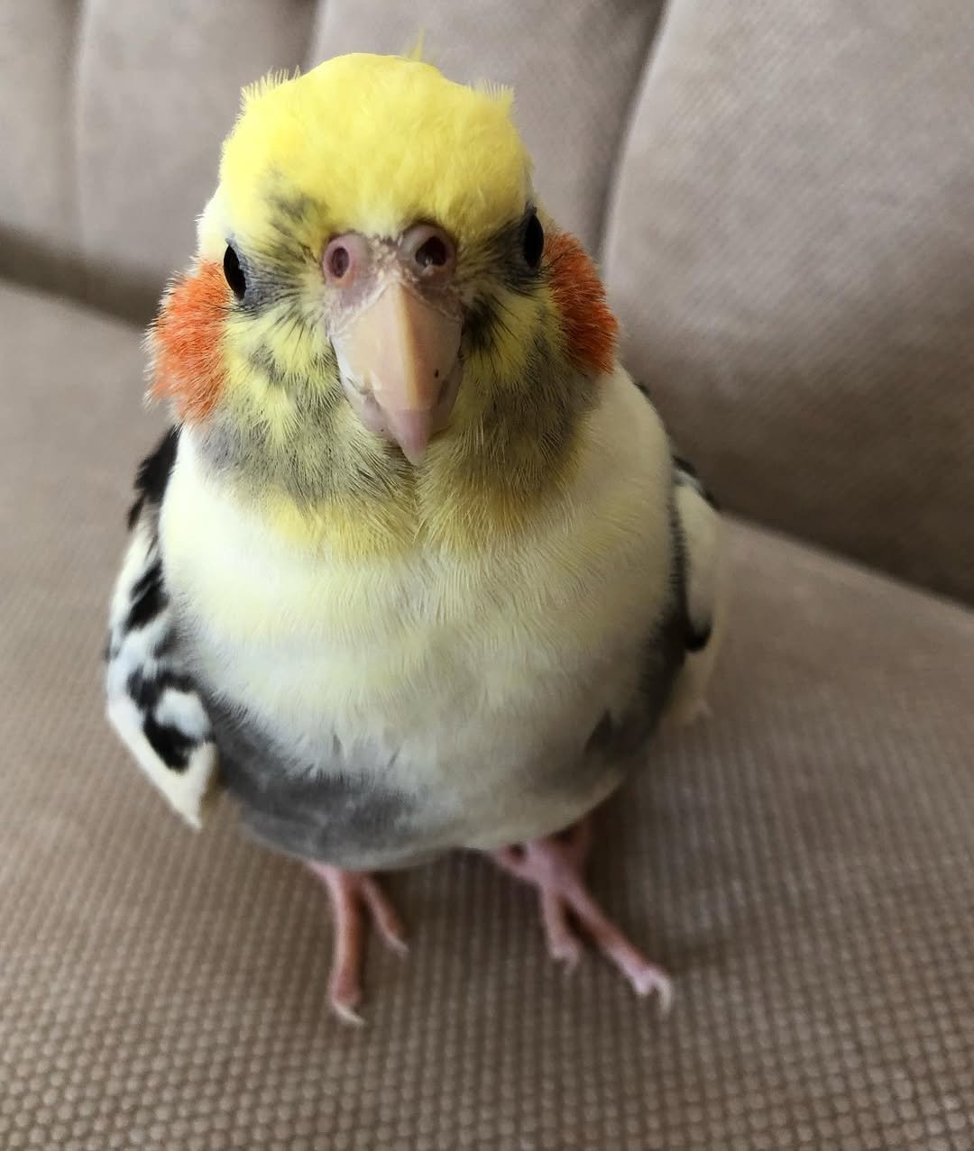 Lifetime Support for Cockatiel Owners