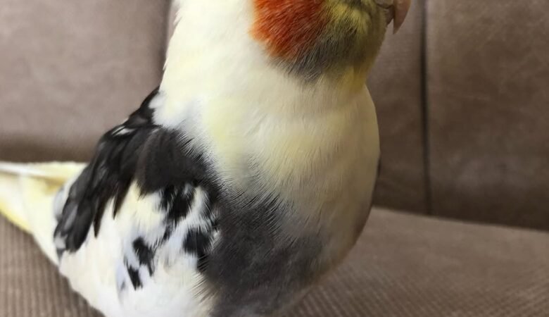 Cockatiel birds for sale in Netherlands