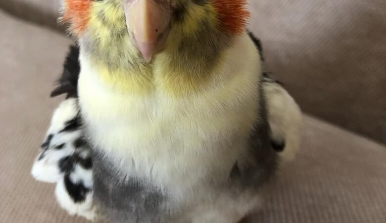 Cockatiel birds for sale in Sweden