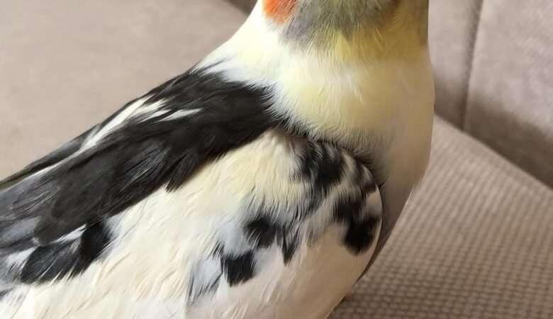 Cockatiel birds for sale in Norway