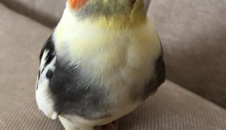 Cockatiel birds for sale in Denmark
