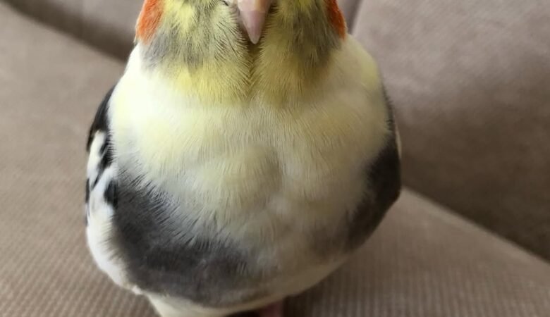 Cockatiel birds for sale in Mexico