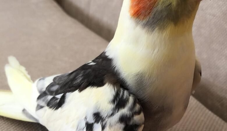 Cockatiel birds for sale in Ireland