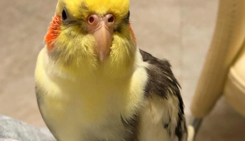 Cockatiel birds for sale in France