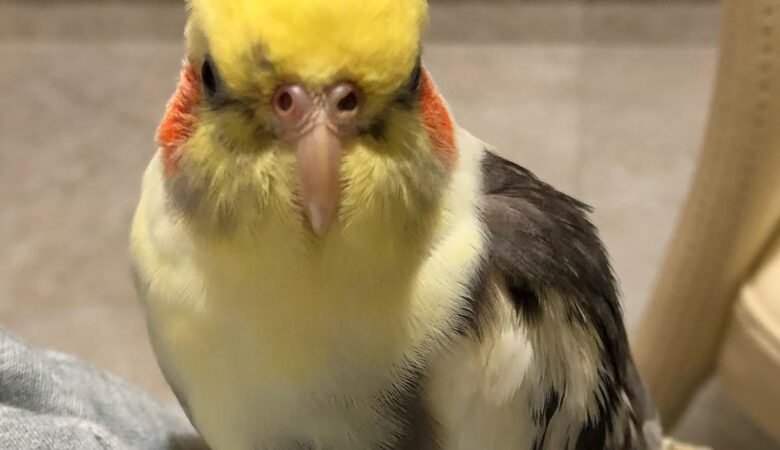 Cockatiel birds for sale in Canada