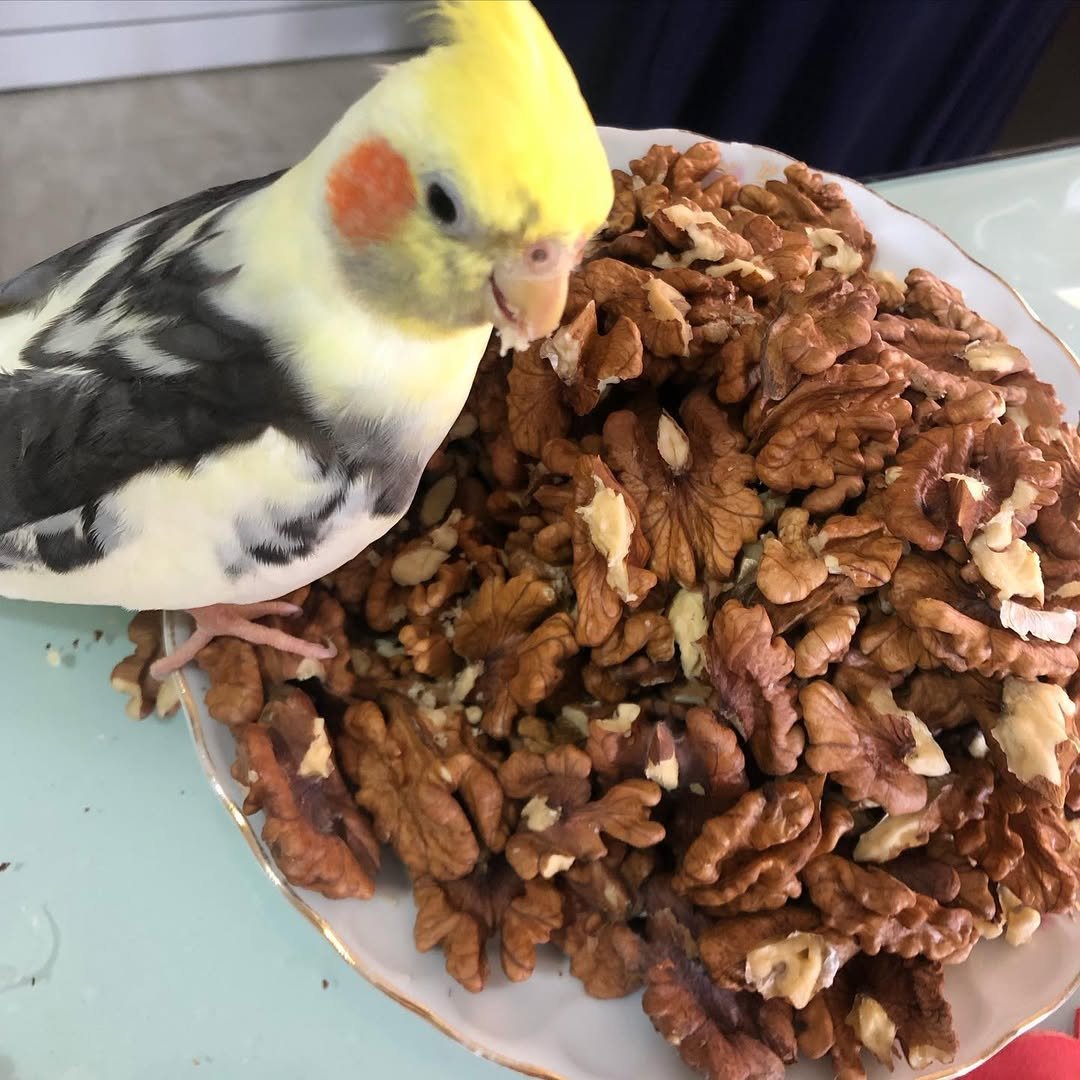 Cockatiels for Sale