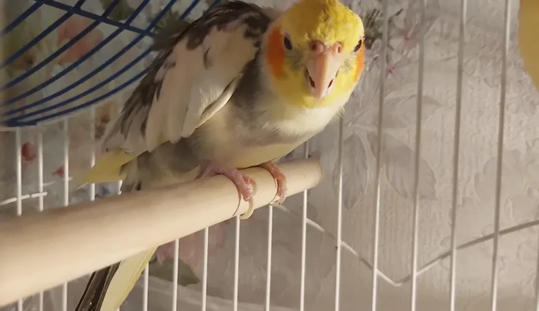 Cockatiels for sale in Ohio