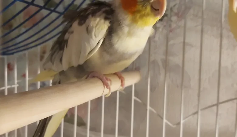 Cockatiels in Oregon