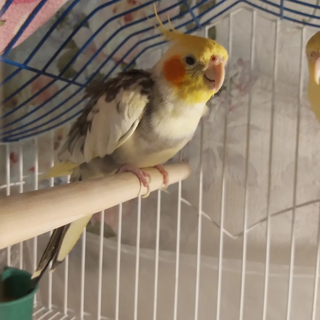 Cockatiels in Oregon
