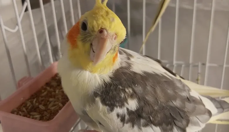 Cockatiels for sale in North Carolina