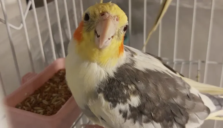 Cockatiels in Ohio
