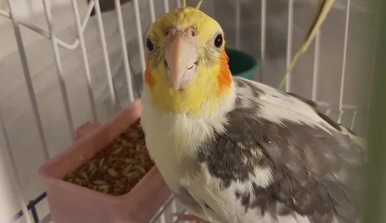 Cockatiels in North Dakota