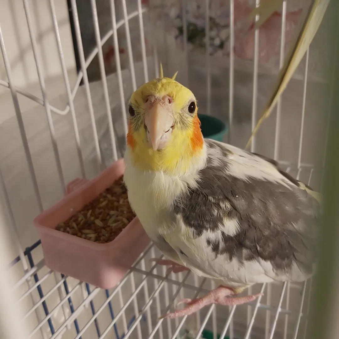 Cockatiels in North Dakota