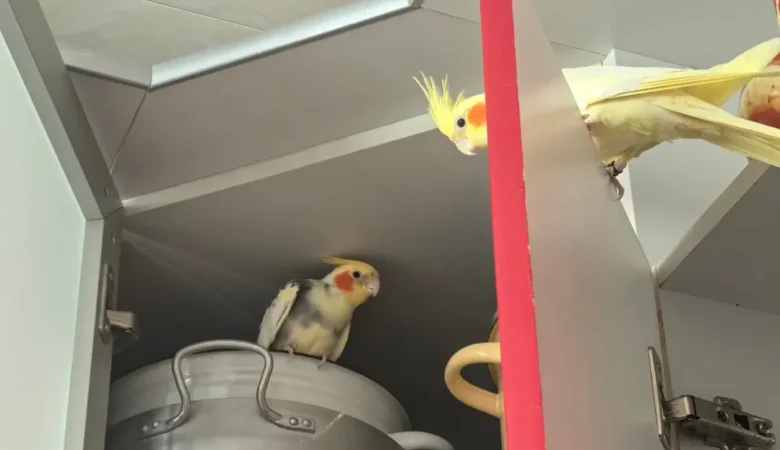 Cockatiels in North Carolina
