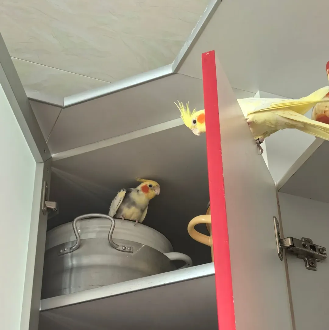 Cockatiels in North Carolina