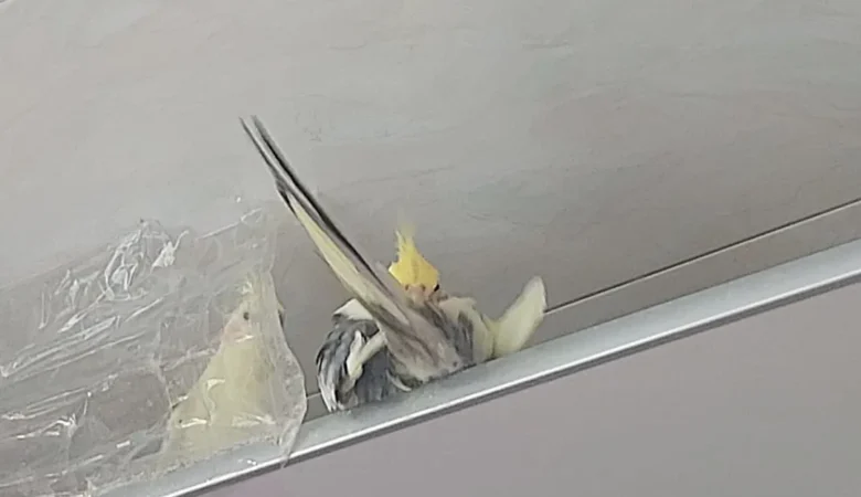 Cockatiels in New York