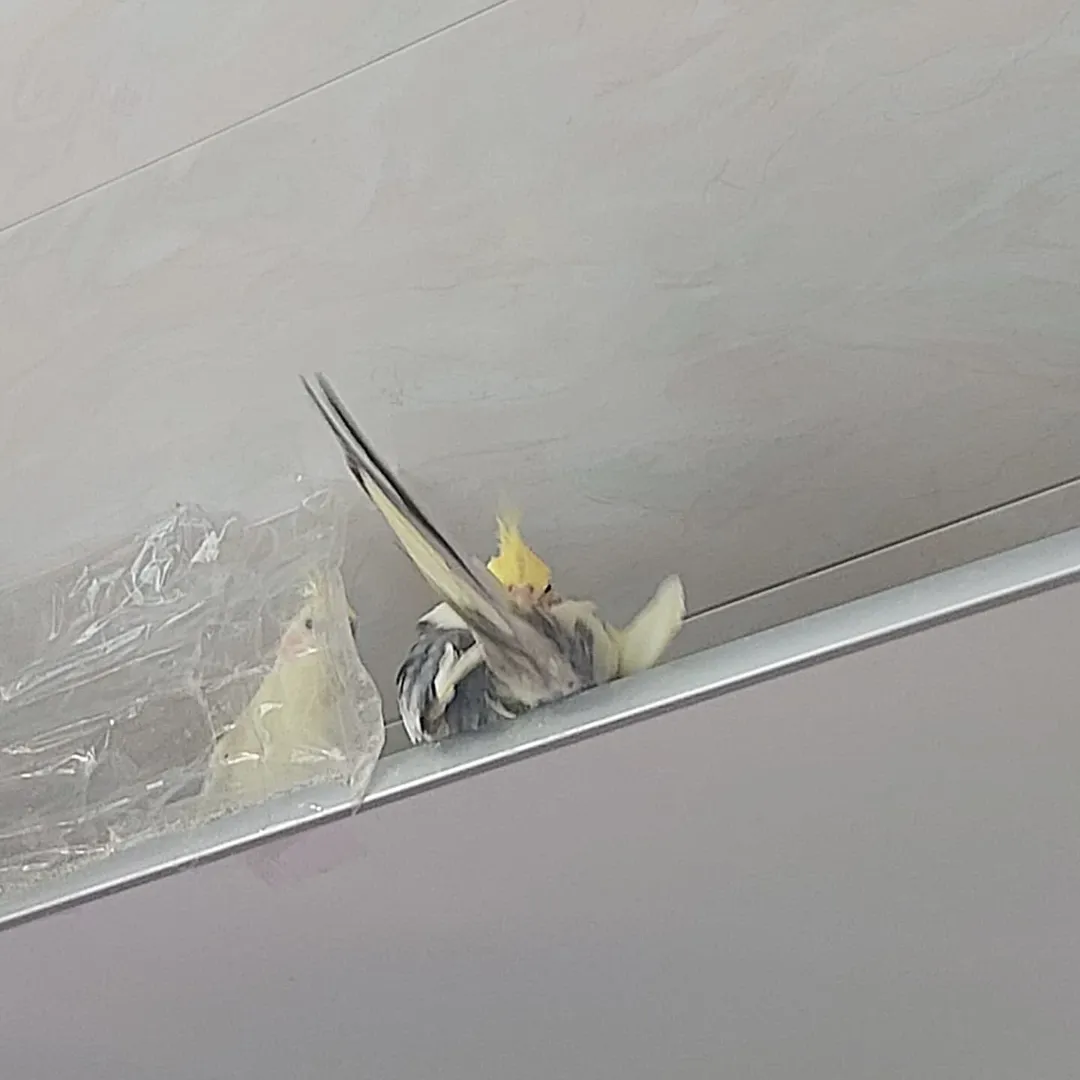 Cockatiels in New York