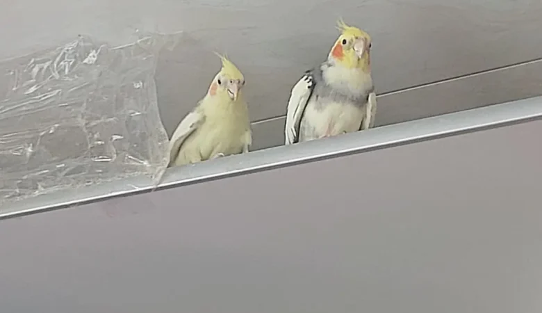 Cockatiels for sale in Netherlands